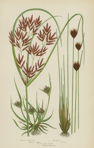 Cyperus Dulce, Cyperus Marrón, Juncia Negra de Pantano de English School