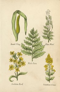 Hierba de las flores, Hierba de los flujos, Helecho macho, Vara de oro, Berro ciático (litografía en color) de English School