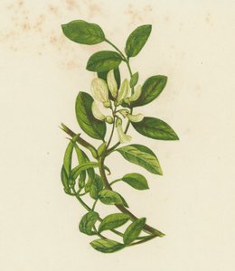 Veza de leche dulce, Astragalus Glyciphyllus (litografía en color) de English School