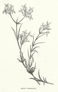 Sweet Woodruff (grabado)