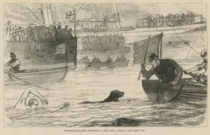 Competencia de natación entre un perro y un hombre de English School