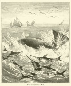 Peces espada atacando una ballena (grabado) de English School