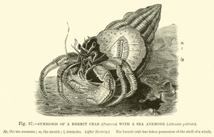 Simbiosis de un Cangrejo Ermitaño (Pagurus) con una Anémona de Mar, Adamsia palliata de English School
