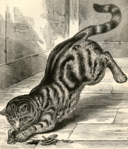 Gato atigrado abalanzándose sobre un ratón