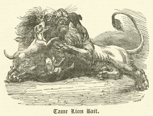 Cebo de león manso de English School