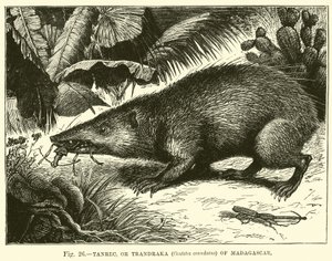 Tanrec, o Trandraka (Centetes ecaudatus) de Madagascar