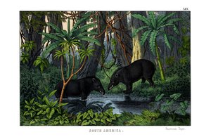 Tapir de English School