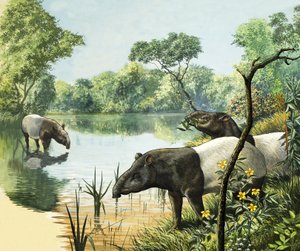 Tapires, ilustración del País de las Maravillas de la Naturaleza