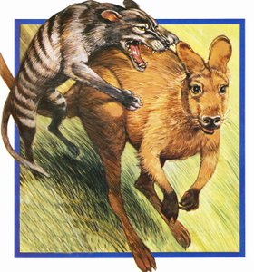 Lobo de Tasmania atacando a un canguro de English School