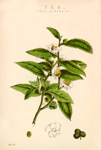 Té