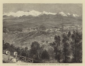 Cultivo de té en la India británica, vista de Darjeeling desde el sur de English School