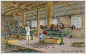 Enrollado de hojas de té, para Nectar Tea Co, tarjeta comercial de English School