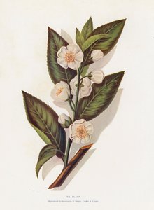 Planta de té (litografía en color)