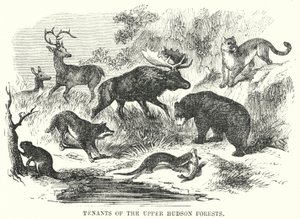 Inquilinos de los bosques del Alto Hudson