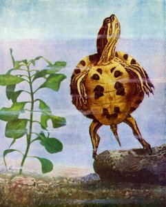 Tortuga