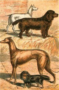 Terrier, Spaniel, Galgo y Spaniel de King Charles de English School
