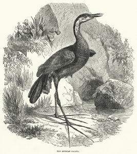 La jacana africana (grabado) de English School