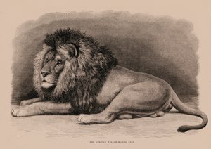 El león africano de melena amarilla (grabado) de English School