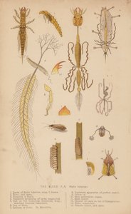 La mosca del aliso, Sialis lutarius (lito) de English School