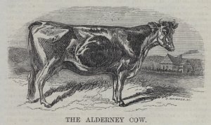 La vaca de Alderney (grabado) de English School