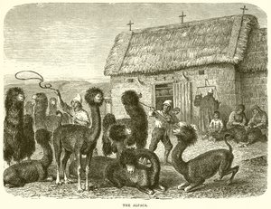 La Alpaca