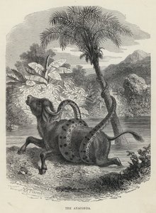 La Anaconda (grabado) de English School
