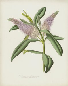 La Verónica de Anderson, Veronica Andersonii de English School