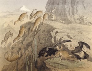 Las montañas de los Andes en Perú, cazando la llama, el cóndor de English School