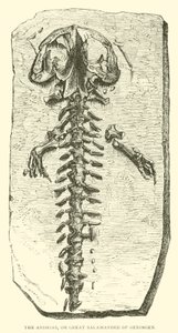 El Andrias, o gran salamandra de Oeningen de English School