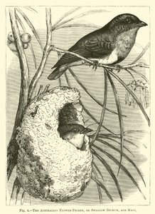 El picaflor australiano, o Dicaeum golondrina, y nido de English School
