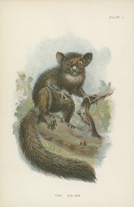 El aye-aye