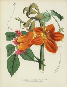 La Espatodea de Flores en Campana, Spathodea Campanulata de English School