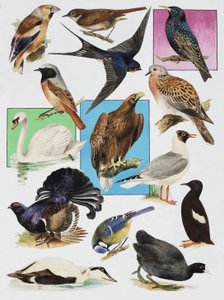 Los pájaros de Gran Bretaña