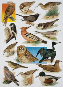 Las Aves de Gran Bretaña