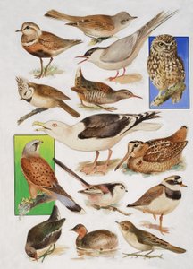 Los pájaros de Gran Bretaña