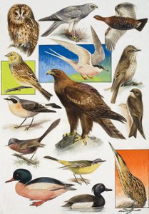 Las aves de Gran Bretaña