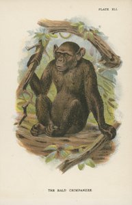 El chimpancé calvo de English School