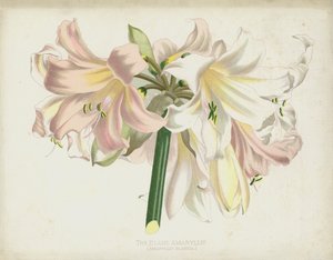La Amarilis Suave, Amaryllis Blanda de English School