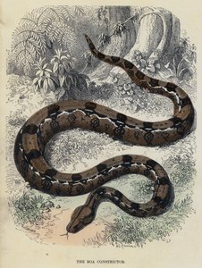 La Boa Constrictor (grabado coloreado)