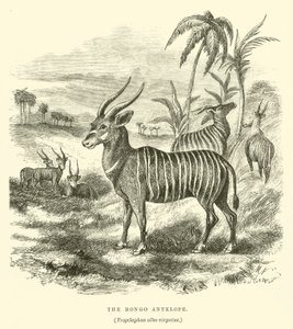 El Antílope Bongo, Trogelaphus albo-virgatus