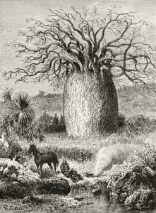 El árbol de la botella, de 