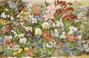 El Jardín Alpino del Niño, o Plantas de Roca y Cómo Cultivarlas de English School