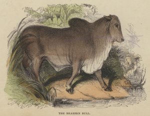 El Toro Brahmán (grabado coloreado)