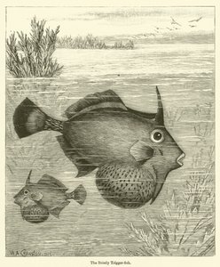 El pez gatillo erizado