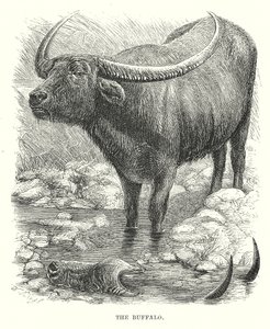 El búfalo (grabado) de English School