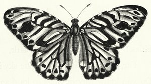 La mariposa (grabado)