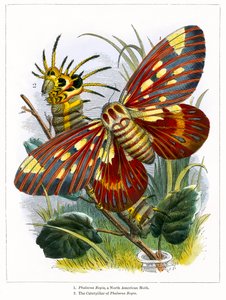 El vivero de mariposas (grabado coloreado)