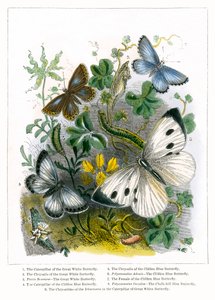 El vivero de mariposas (grabado coloreado) de English School