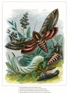El vivero de mariposas (grabado coloreado) de English School