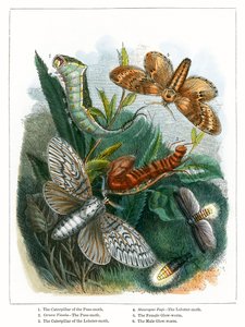 El vivero de mariposas (grabado coloreado) de English School